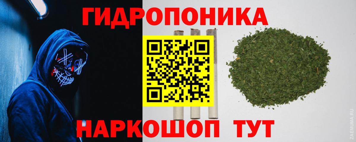 Конопля сатива Каменка